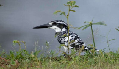 Bird watching around Colombo-Guided Tour – 06 hours