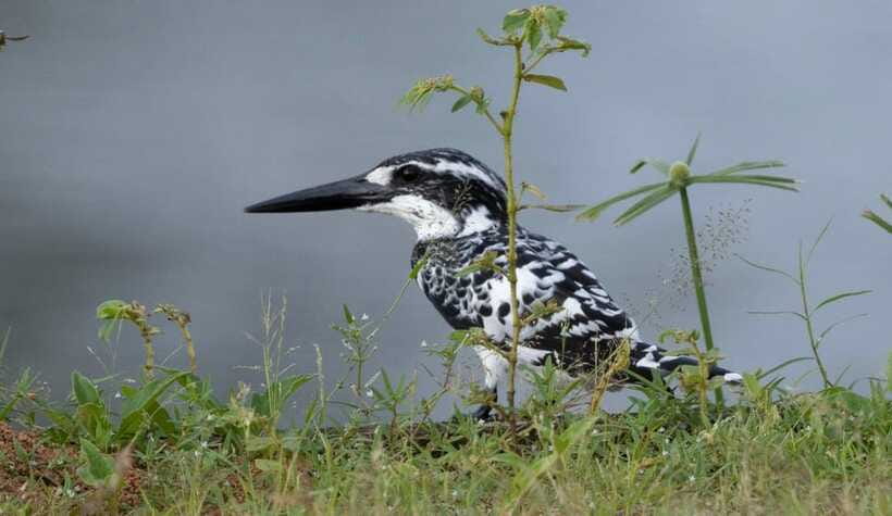 Colombo: Bird watching around Colombo-Guided Tour - 06 hours - The final 1.5-hour stop and the return to Colombo