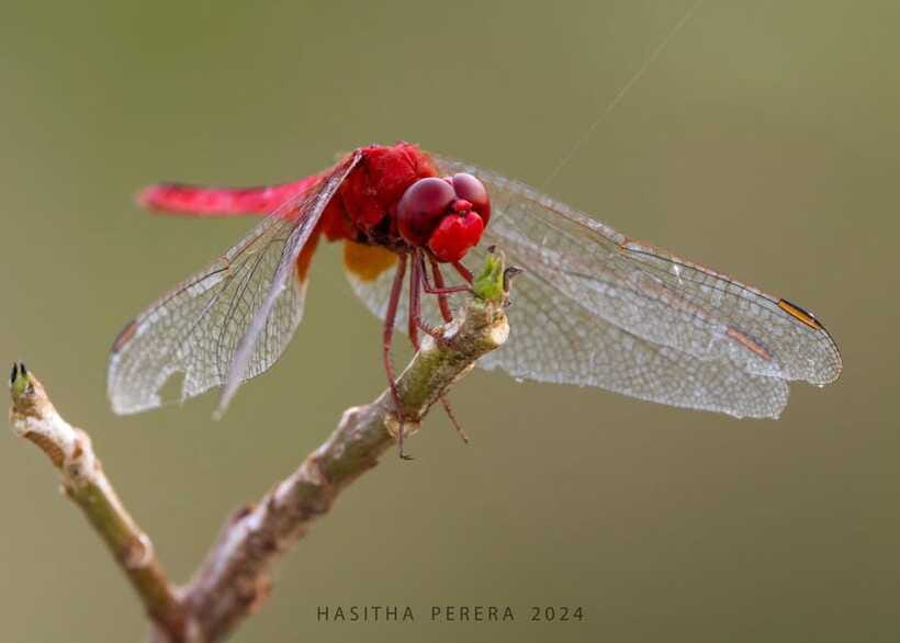 Colombo: Bird watching around Colombo-Guided Tour - 06 hours - Is $76 a fair price?