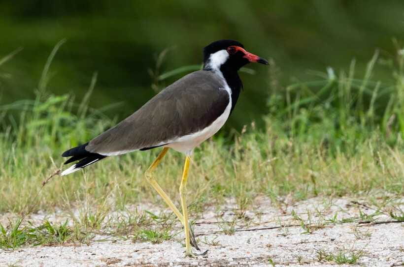 Colombo: Bird watching around Colombo-Guided Tour - 06 hours - Who should book this birding tour?