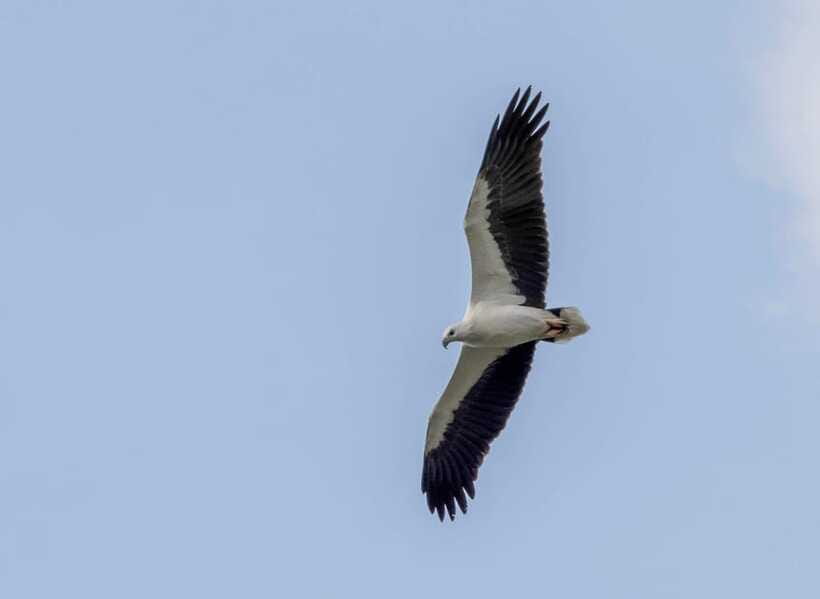 Colombo: Bird watching around Colombo-Guided Tour - 06 hours - Practical advice before you go