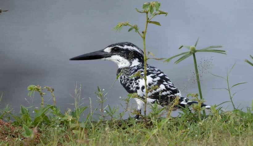 Colombo: Bird watching around Colombo-Guided Tour - 06 hours - The early pickup and first 2.5-hour search