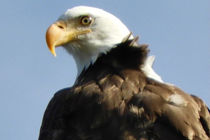 Colorado's Birds of Prey Full-Day with Lunch - A full day built around Colorado raptors