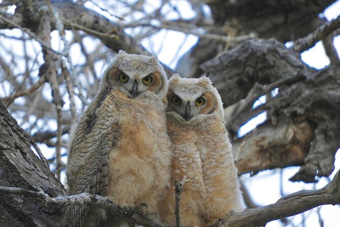 Colorado's Birds of Prey Full-Day with Lunch - What the private group changes