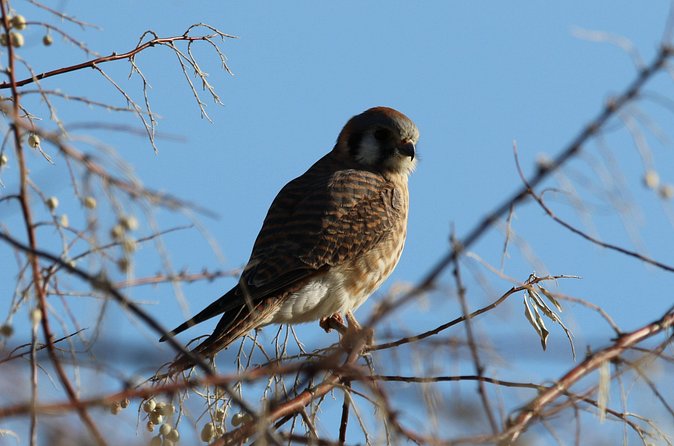 Colorado's Birds of Prey Full-Day with Lunch - Lunch, snacks, and a practical day outdoors