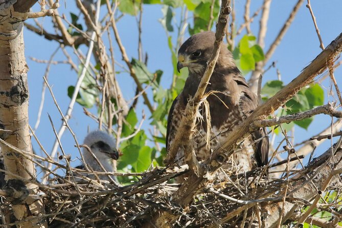 Colorado's Birds of Prey Full-Day with Lunch - Transportation and meeting point in Arvada