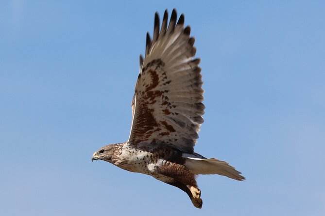 Colorado's Birds of Prey Full-Day with Lunch - Weather and the right expectations