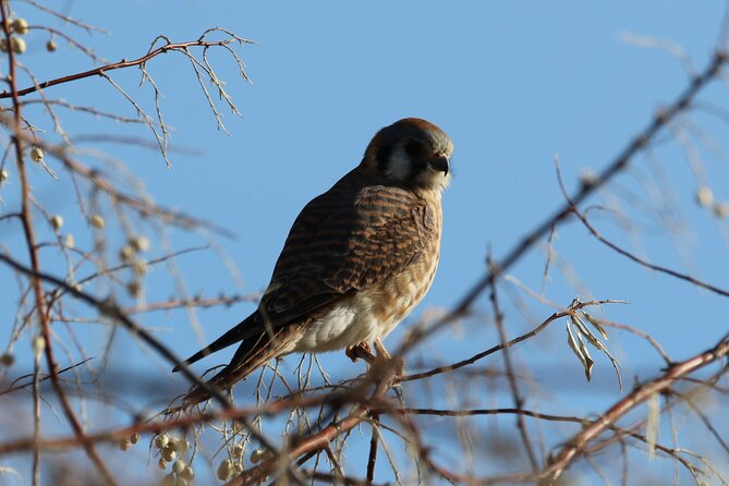 Colorado's Birds of Prey Full-Day with Lunch - Who will enjoy this tour most?