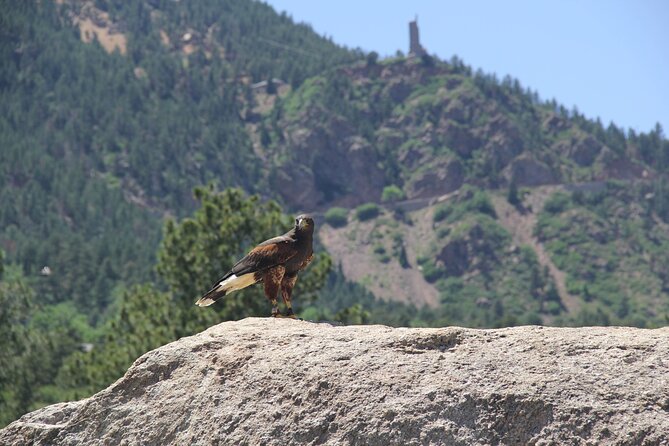 Colorado Springs Hands-On Falconry Class and Demonstration - Key points to know before booking