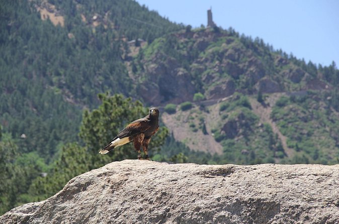 Colorado Springs Hands-On Falconry Class and Demonstration - What the guides add to the class