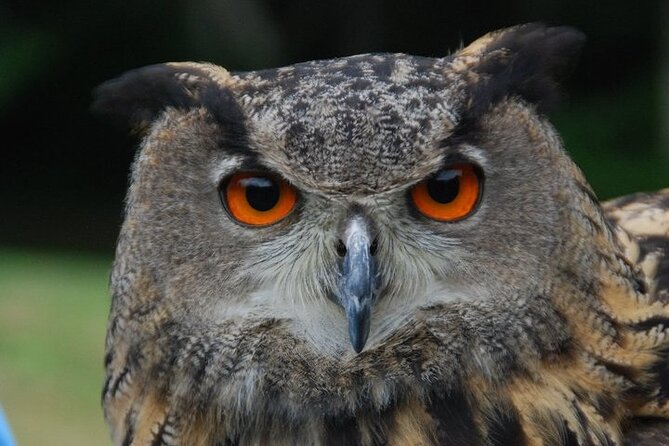 Colorado Springs Hands-On Falconry Class and Demonstration - Is the $217.20 price good value?