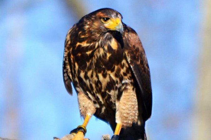 Colorado Springs Hands-On Falconry Class and Demonstration - Who will enjoy this most?