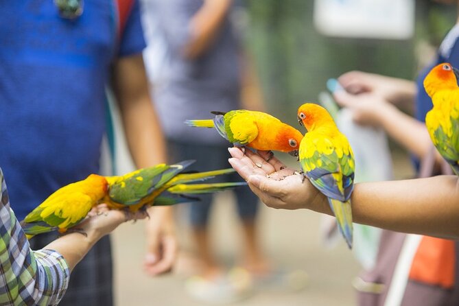 Colorful Species Of Birds - Key points to know before you book