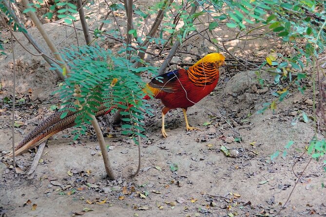 Colorful Species Of Birds - Why the birds are the main event