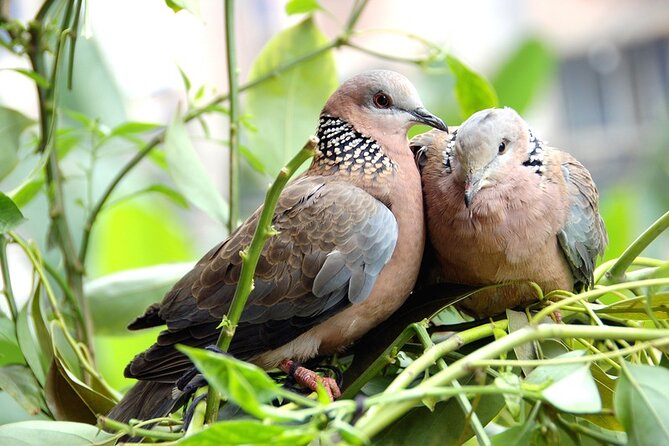Colorful Species Of Birds - What the 55-minute bird park stop feels like