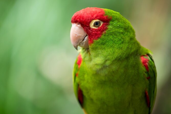 Colorful Species Of Birds - The ride from Philipsburg to Parotte Ville