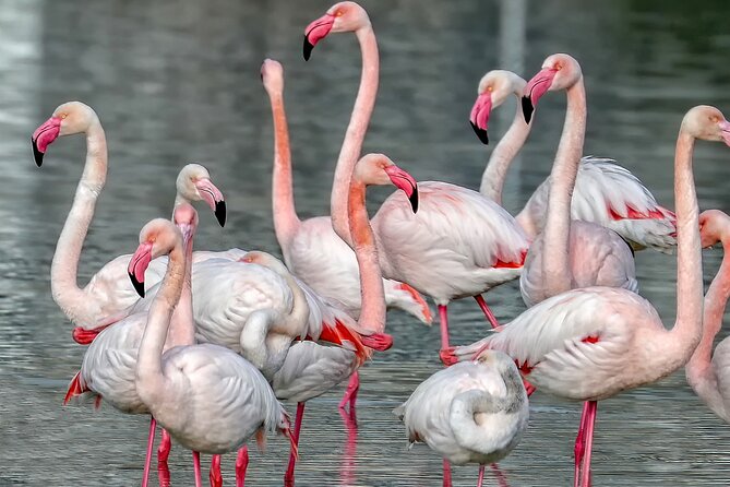 Combo: Cagliari Old Town and the Oasis of Flamingos - Why this Cagliari Segway route works