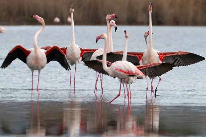 Combo: Cagliari Old Town and the Oasis of Flamingos - Villanova’s flower-filled streets