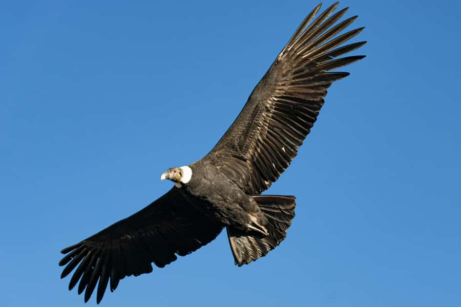 Cusco: Chonta Canyon and Condor Flight Tour with Lunch - Key points to know before booking