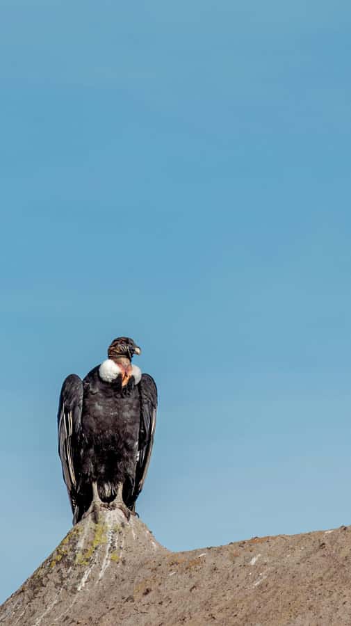 Cusco: Chonta Canyon and Condor Flight Tour with Lunch - Why Chonta Canyon is worth the long ride