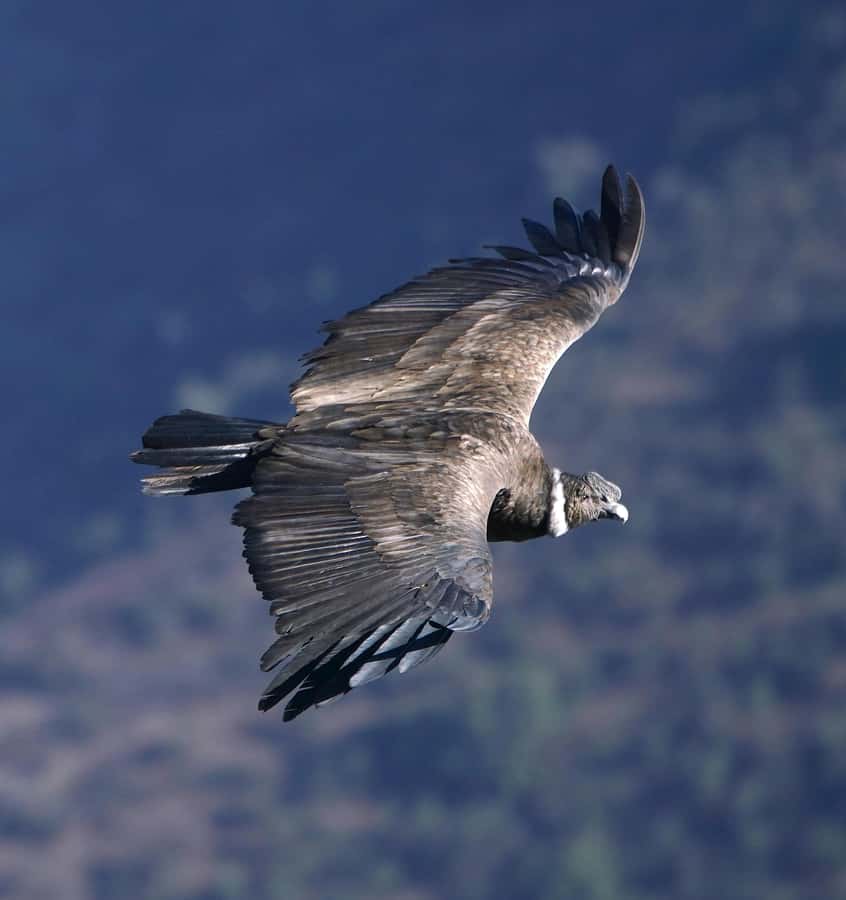 Cusco: Chonta Canyon and Condor Flight Tour with Lunch - Killarumiyoq, where stone and sky meet