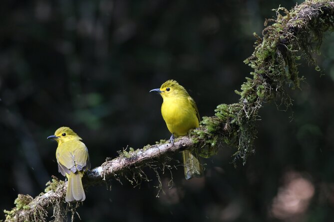 Dandeli Bird Photography Tour - Why Dandeli Works for Bird Photography
