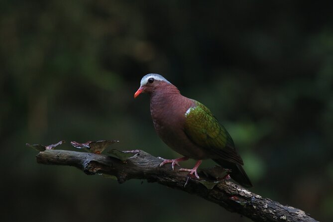 Dandeli Bird Photography Tour - Starting at Old Magazine House at 1:00 pm