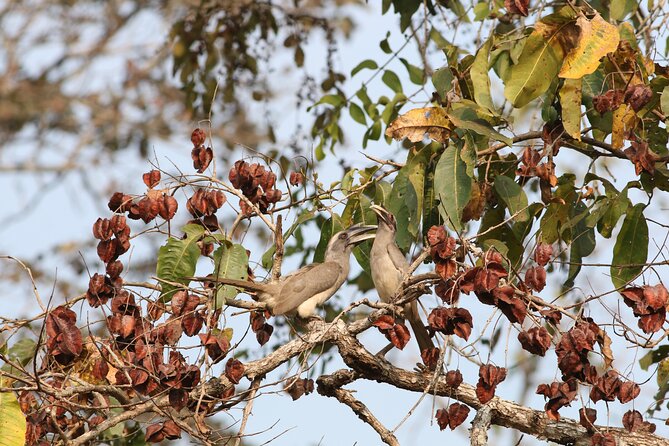 Dandeli Bird Photography Tour - Meals Make the Long Day Easier