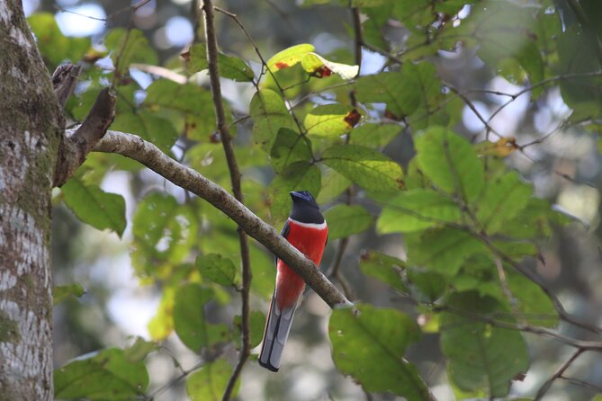 Dandeli Bird Photography Tour - Following the Naturalist Into the Forest