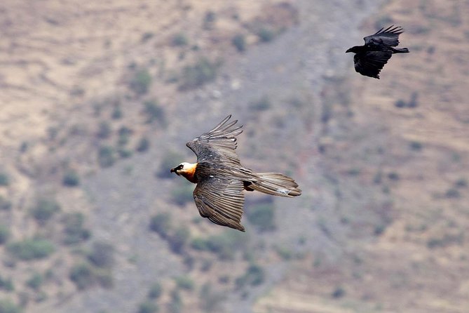 Day Trip From Addis Ababa See Historical Monastery,Stunning Nature,Animals,Birds - Who will get the most from this Addis Ababa excursion?