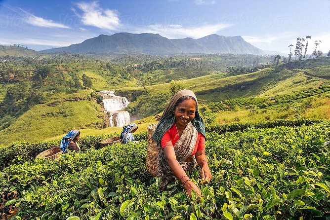 Day Trip to Nuwara Eliya with Kingfisher Tours - Lovers Leap Falls and the Nuwara Eliya setting