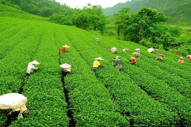 Day Trip to Nuwara Eliya with Kingfisher Tours - What the $160 private price really buys you