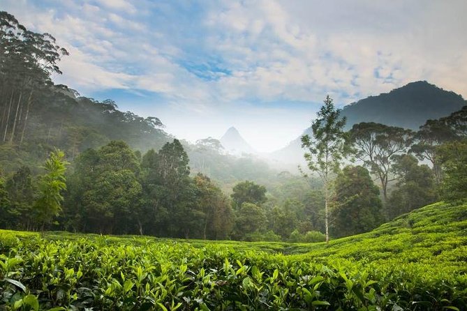 Day Trip to Nuwara Eliya with Kingfisher Tours - Pedro Tea Factory and the taste of Ceylon tea