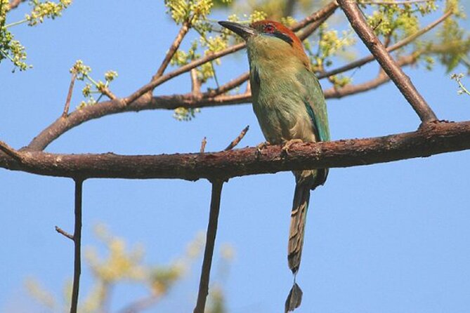 Desembocada and Ameca River Bird Paradise (Wetland and Tropical birds in PV) - Why the Desembocada wetlands are worth the early alarm