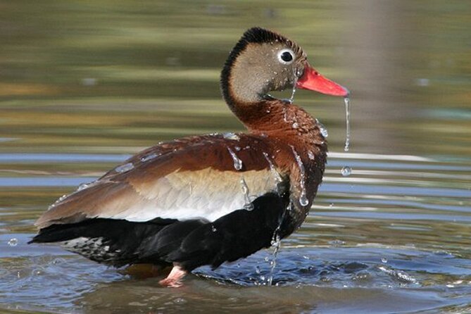 Desembocada and Ameca River Bird Paradise (Wetland and Tropical birds in PV) - What happens around Playa Boca de Tomates