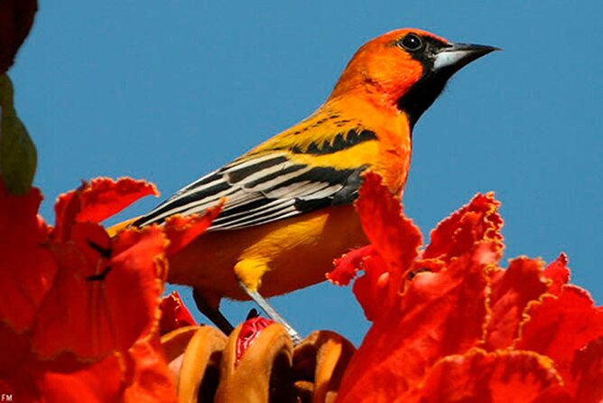 Desembocada and Ameca River Bird Paradise (Wetland and Tropical birds in PV) - Why the small group makes a difference