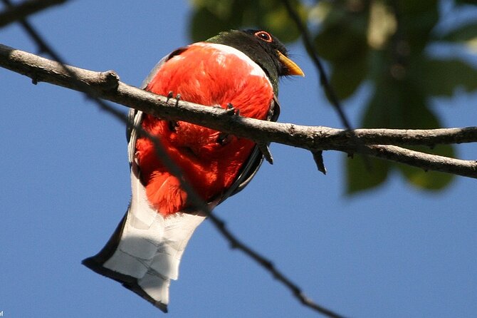 Desembocada and Ameca River Bird Paradise (Wetland and Tropical birds in PV) - Snacks, coffee, and the practical rhythm of the day