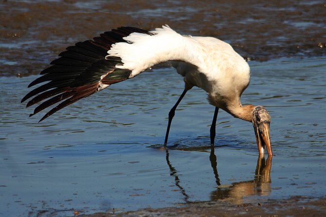 Desembocada and Ameca River Bird Paradise (Wetland and Tropical birds in PV) - The species that make this outing memorable