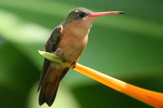 Desembocada and Ameca River Bird Paradise (Wetland and Tropical birds in PV) - Value, meeting point, and cancellation details