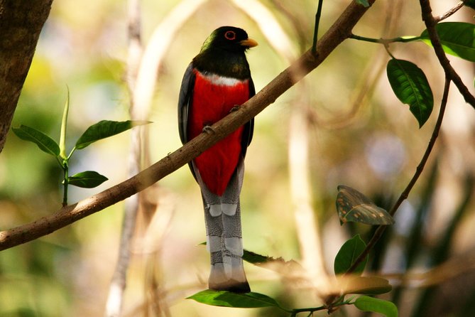 Desembocada and Ameca River Bird Paradise (Wetland and Tropical birds in PV) - Who should book this birding day