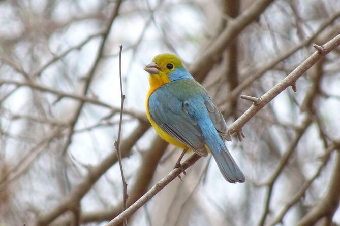 Desembocada and Ameca River Bird Paradise (Wetland and Tropical birds in PV) - The Ameca River and the art of finding birds by sound