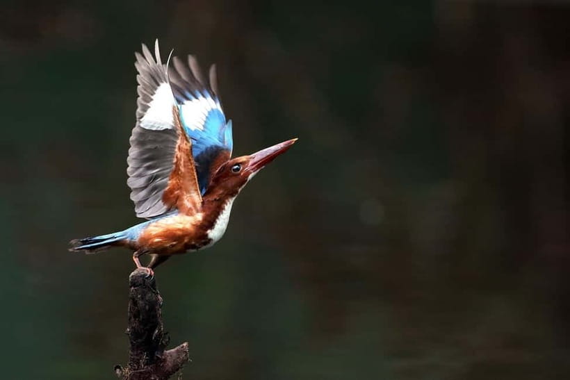Discover Birding heaven at Sultanpur in a day from Delhi - Birds to look for around the lake and forest