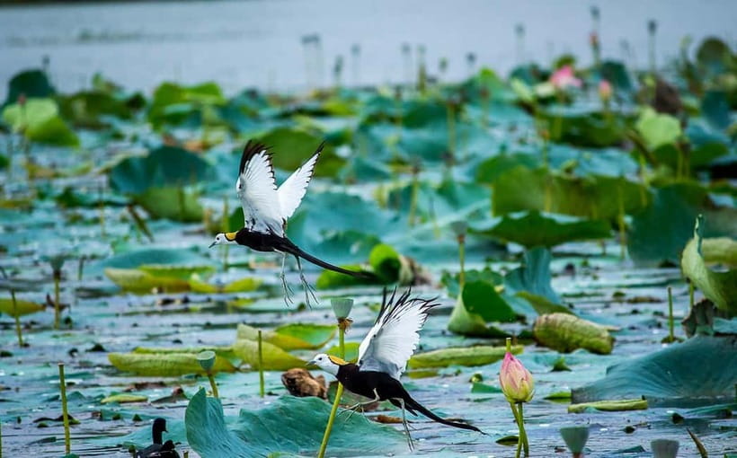 Discover Birding heaven at Sultanpur in a day from Delhi - Summer still has its own appeal