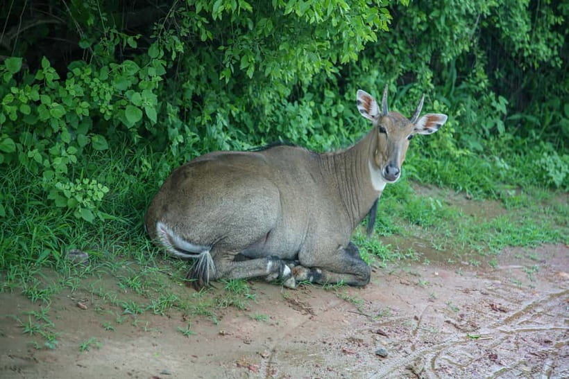 Discover Birding heaven at Sultanpur in a day from Delhi - Look beyond birds for blue bull and blackbuck