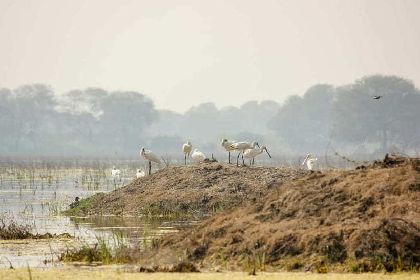 Discover Birding heaven at Sultanpur in a day from Delhi - Is $62 a fair price?