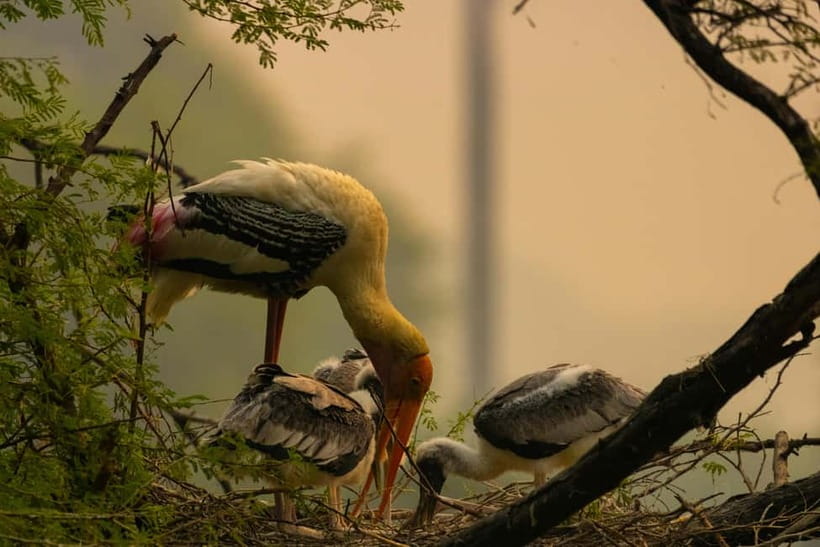Discover Birding heaven at Sultanpur in a day from Delhi - Walking the roughly 1.5-hour circuit