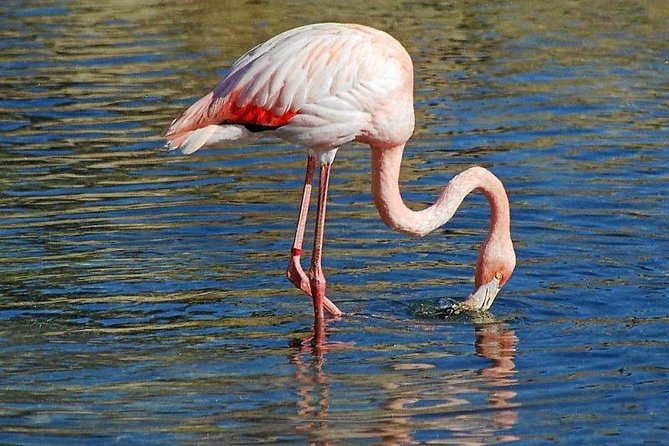 Djerba Flamingo Island Pirate Boatrip - Trip, Lunch & Pick-up - What the $30.66 price delivers
