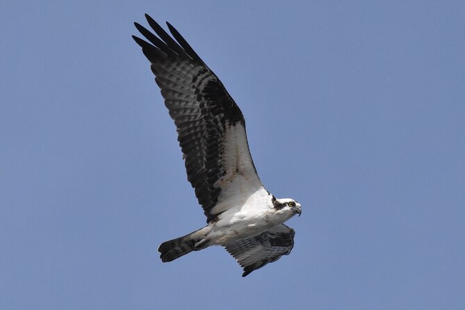 Dolphin and Bird Watching Ecotour Cruise - Bird Watching Adds Variety to the Route