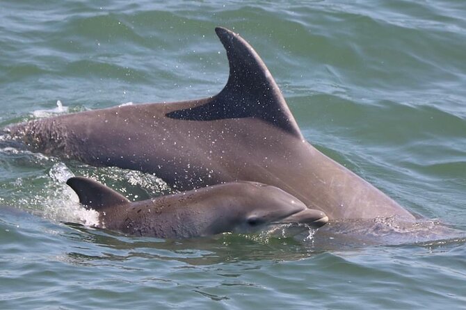 Dolphin and Bird Watching Ecotour Cruise - Morning Coffee or Evening Pizza