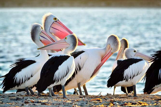 Dolphin, Sea Lion and Penguin Island Cruise - Key points to know before you book
